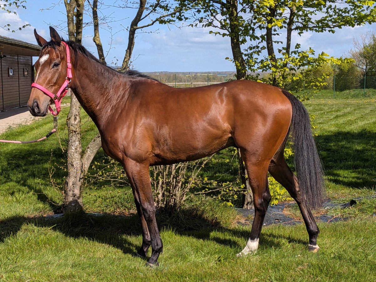 CouetRacingClub's tweet photo. ⭐️🌞 Je vous présente *Mokana* une jolie pouliche de 4 ans par Nightwish (Sholokhov) et Tokana (Khalkevi) qui avait remporté 3 courses.

Mokana est une belle pouliche AQPS avec de l’os, qu’Alain apprécie particulièrement. Elle devrait débuter au mois de juin. https://t.co/7TEunq5DlR