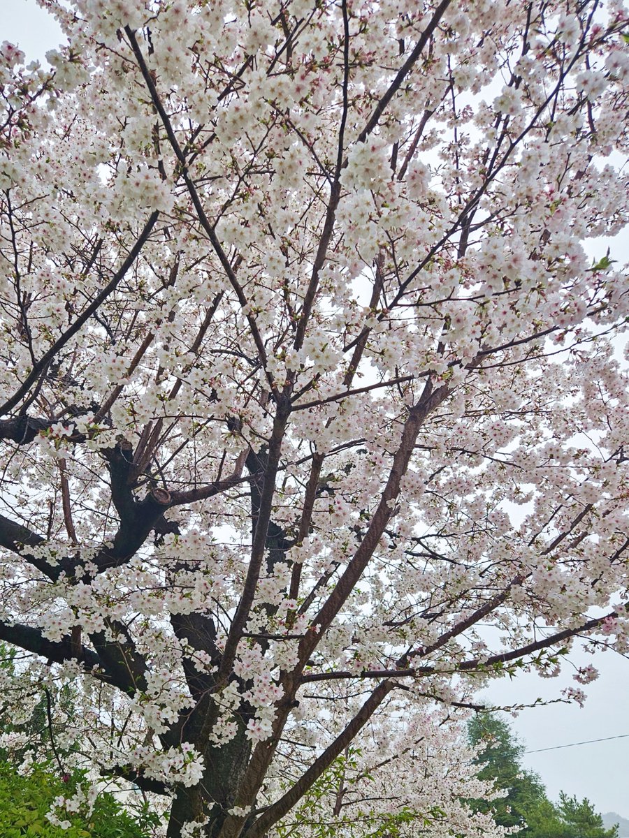 ginger97at's tweet photo. 誰もいない雨の公園で。
満開を過ぎて花の中心は赤くなり
瑞々しい若葉がちらほら。
散り始めの桜も彩り豊かで美しい。
また描きたいなー… https://t.co/3y07HEvBSI