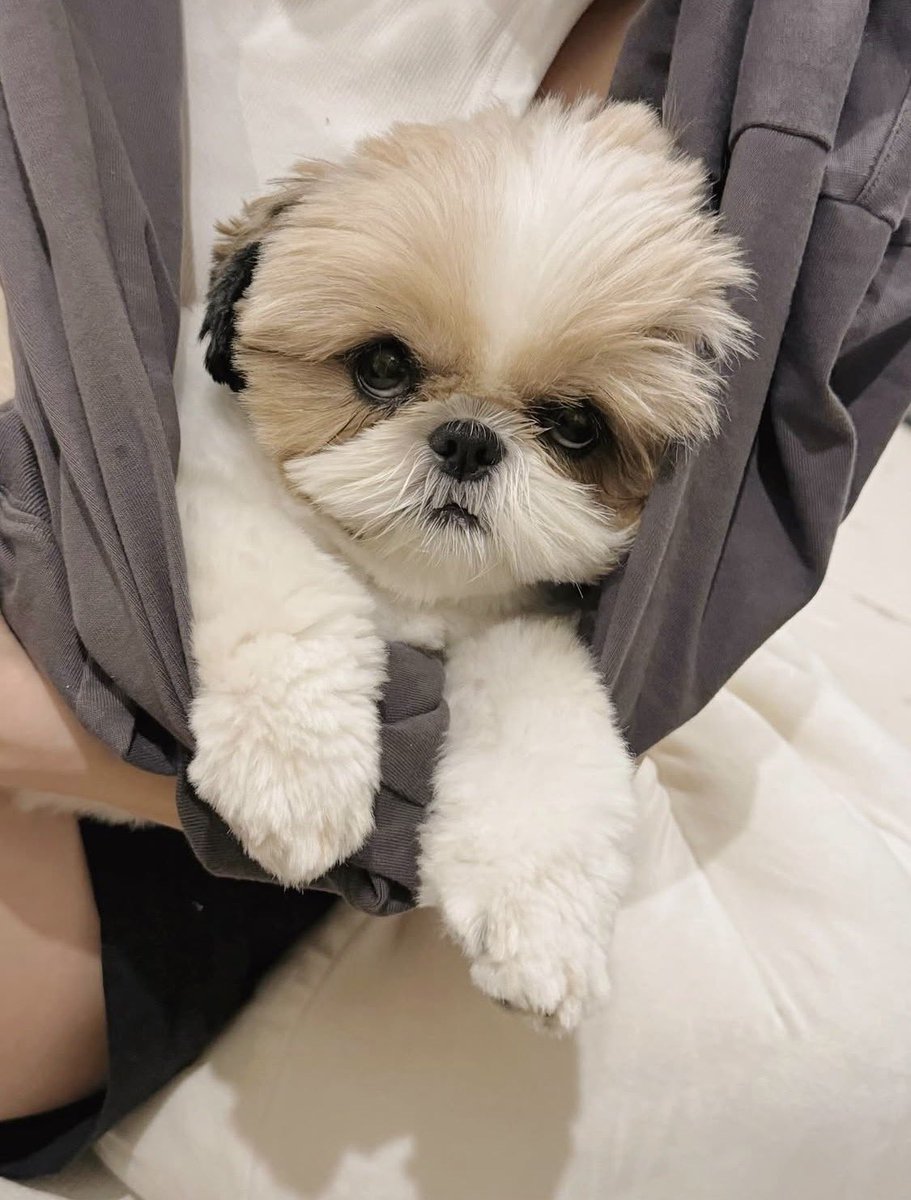 シーズー・パオ tweet media