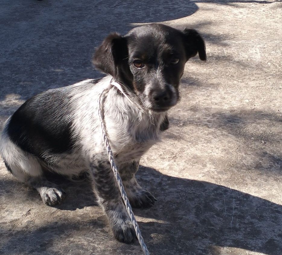 NUEVA VIDA ADOPCIONES tweet media