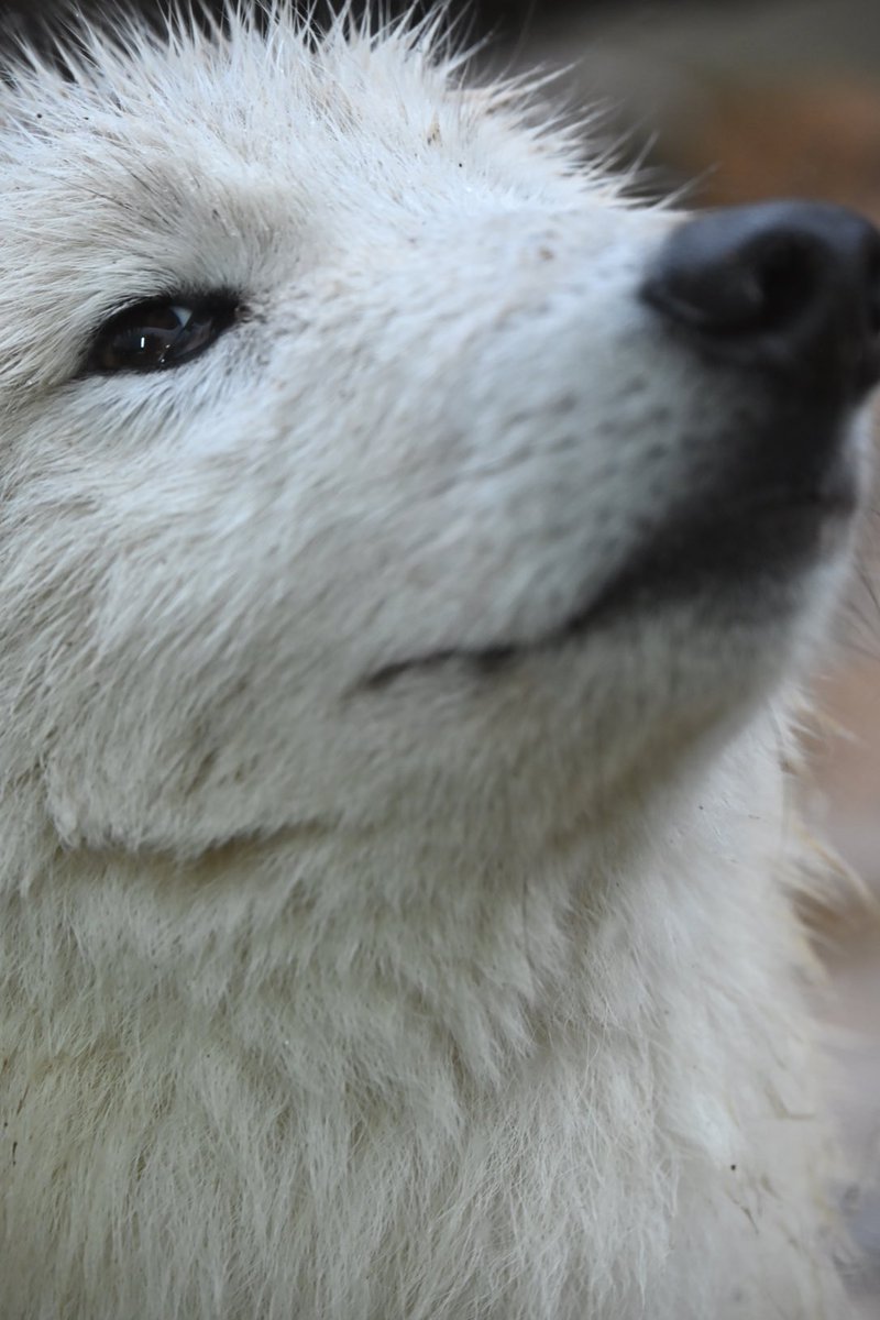 しっぽう tweet media