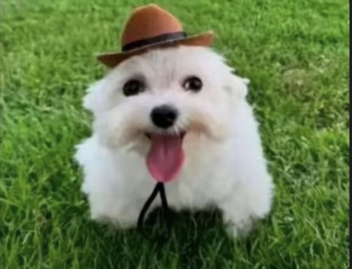 ⋆.˚🦋༘⋆ ғʜᴀʀʟɪᴇ tweet media