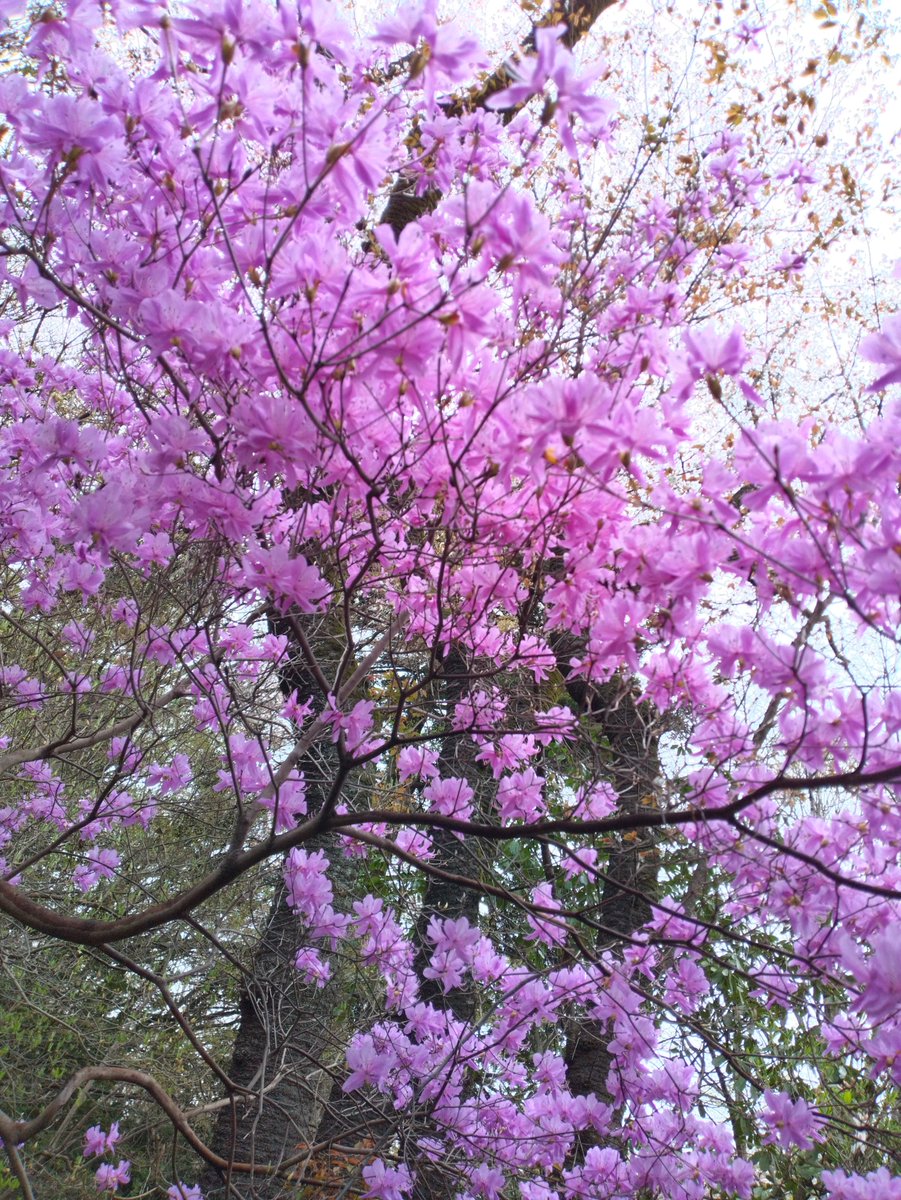 薔薇紳士🌹アッシュ🍄ノゾミスト🦎赤い鰐 tweet media