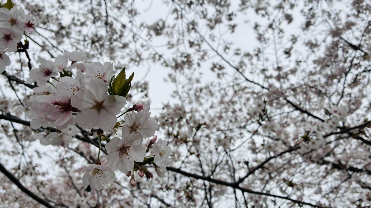 拝師みほ✲やしみん tweet media