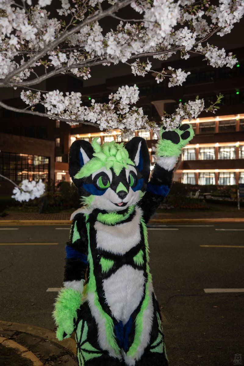 🍀 云弗VinFurr tweet media