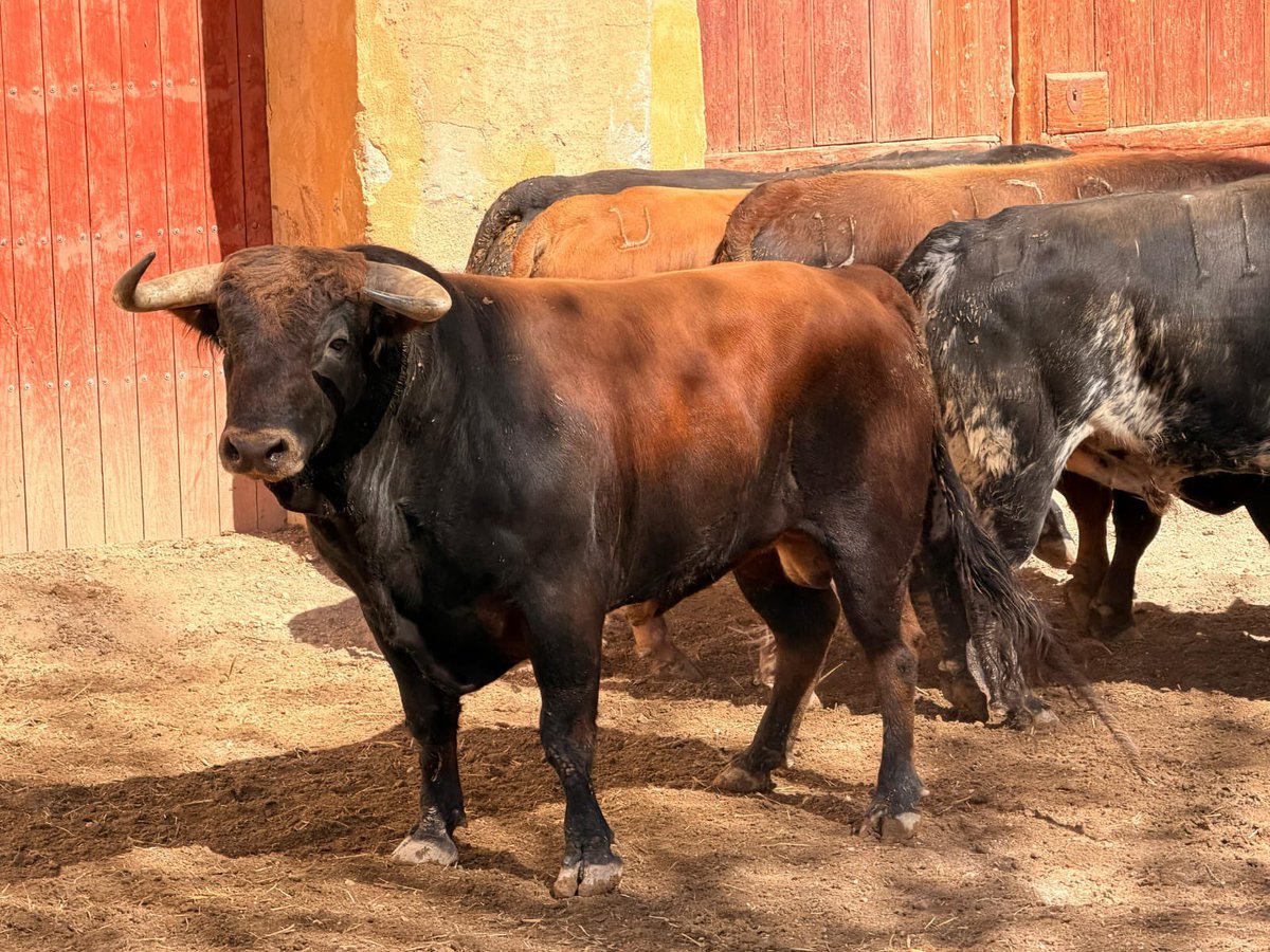 Pepcoach_'s tweet photo. @frantrapiotoros Mucho estáis criticando pero a mí estos dos toros me parecen dos tacazos https://t.co/hyU4n2xT8F