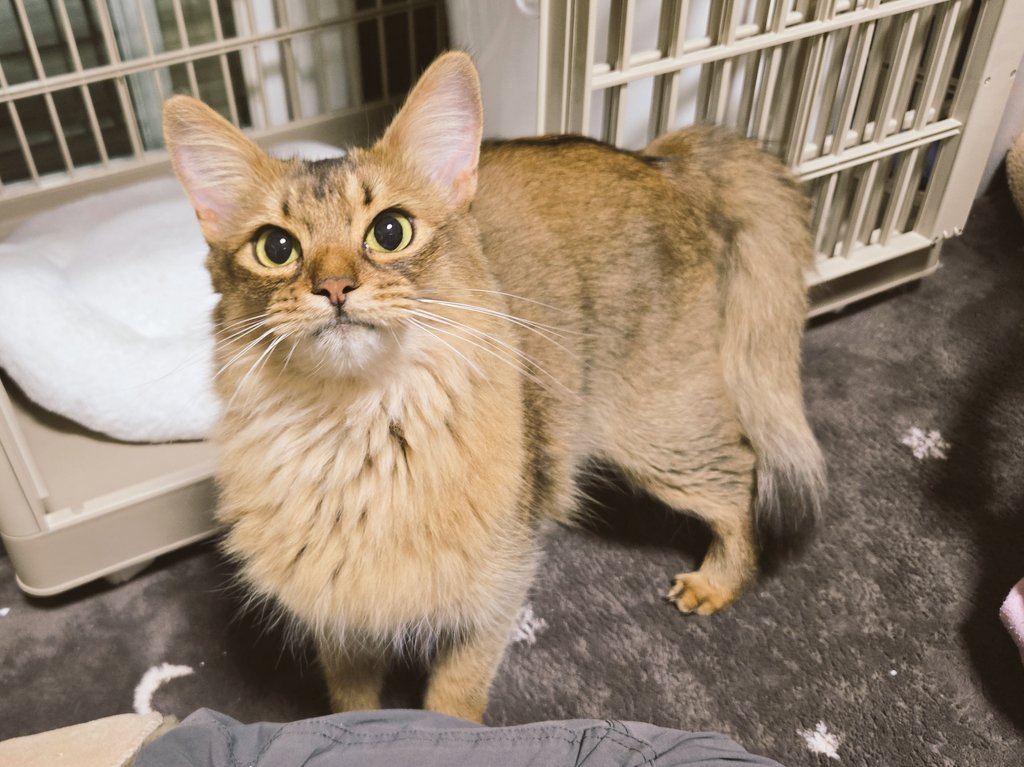 ぴ@翡翠とアメシスト◆WF2026S参加◆ tweet media