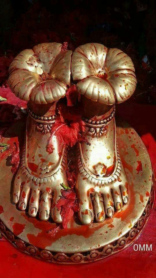 shibya Sharma tweet media