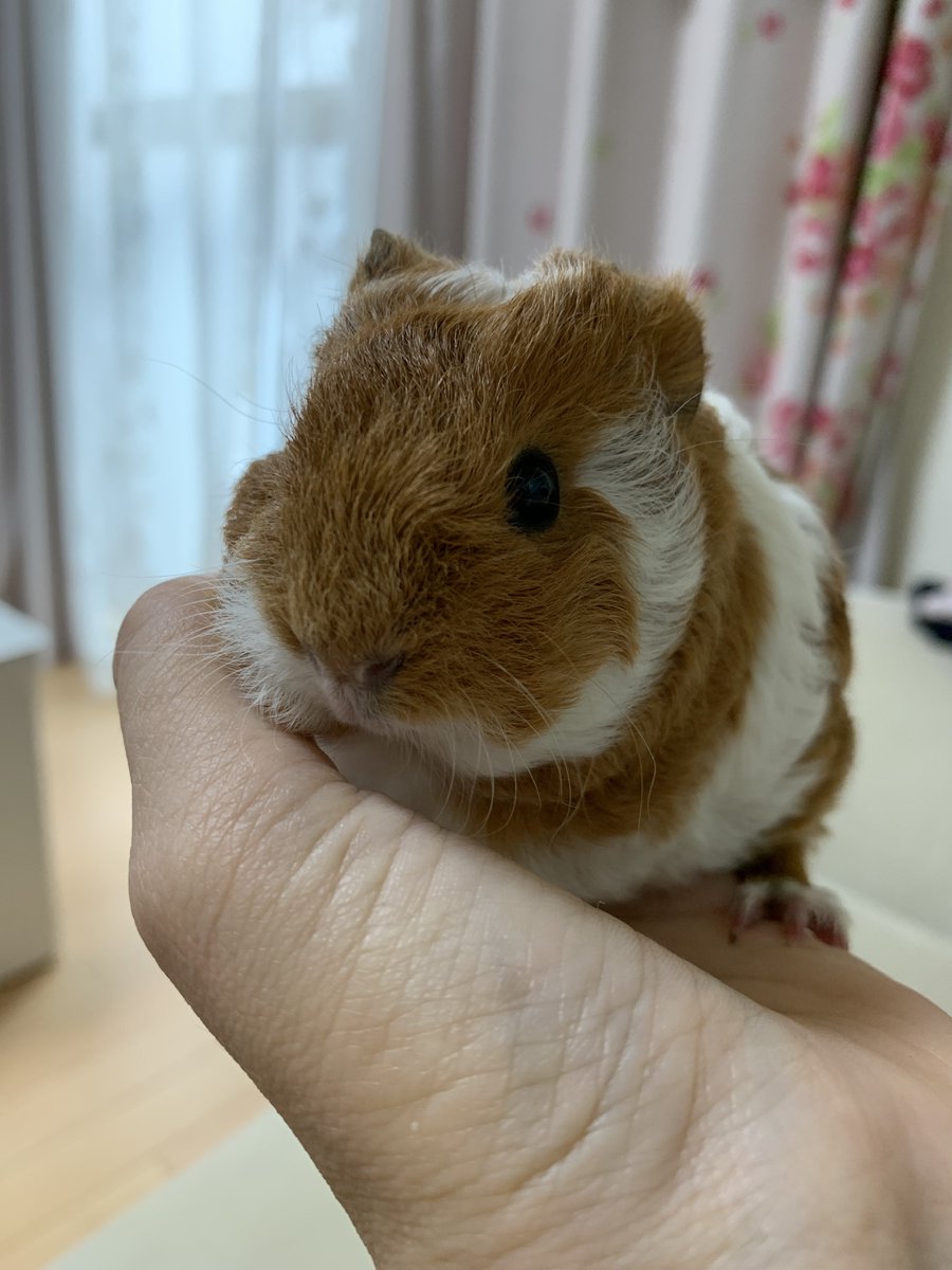 🐹ぷーもこ🐹 tweet media