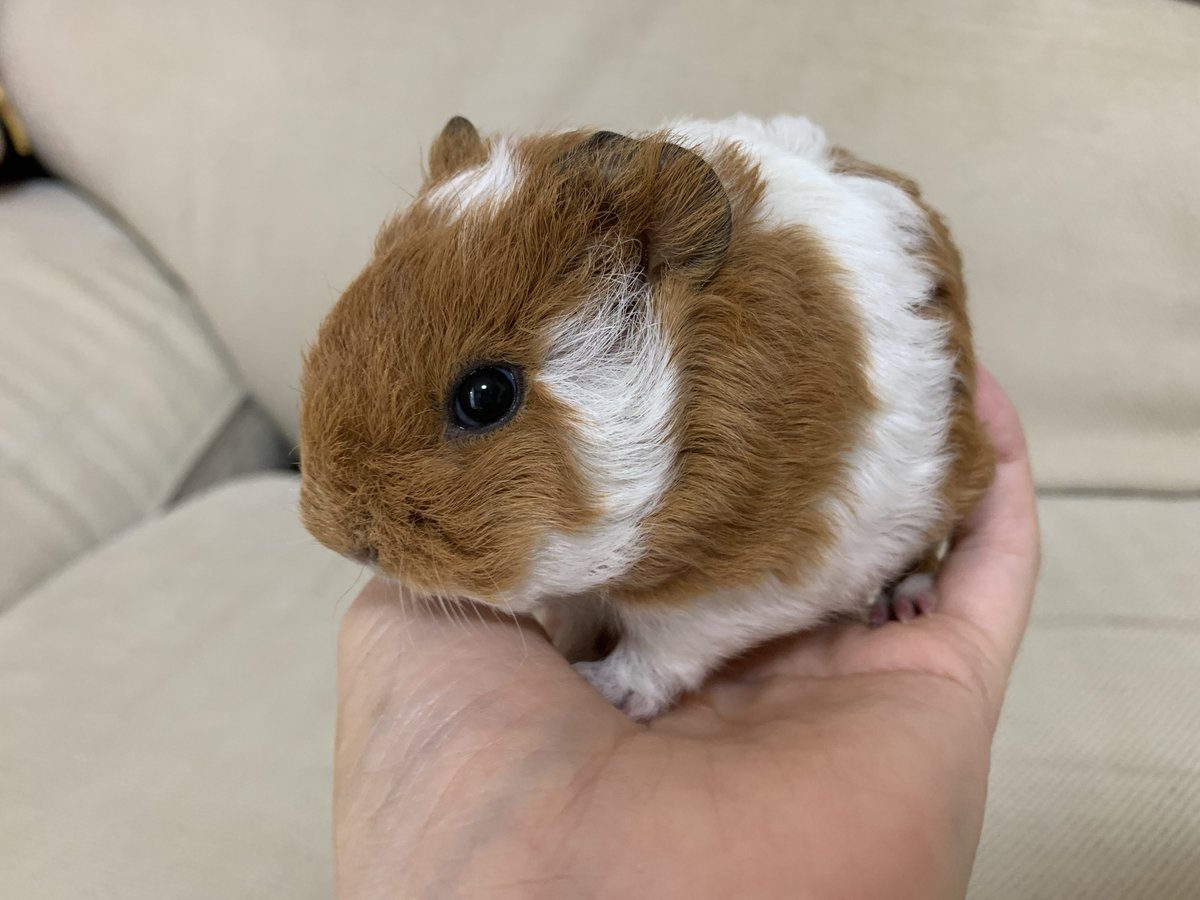 🐹ぷーもこ🐹 tweet media