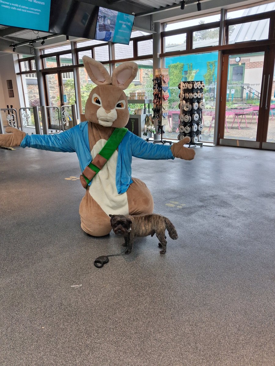 WalterDog ☘️ tweet media