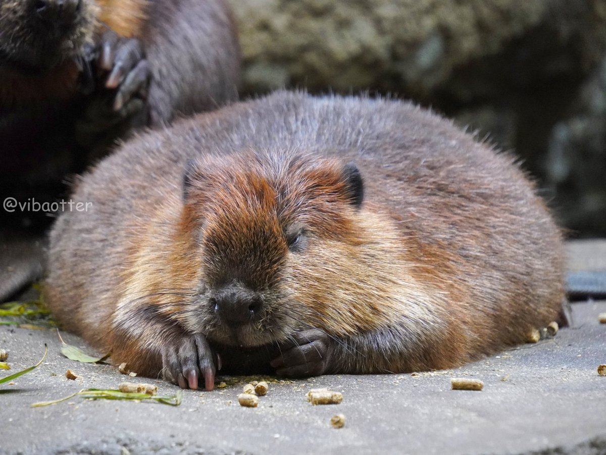 びからった tweet media