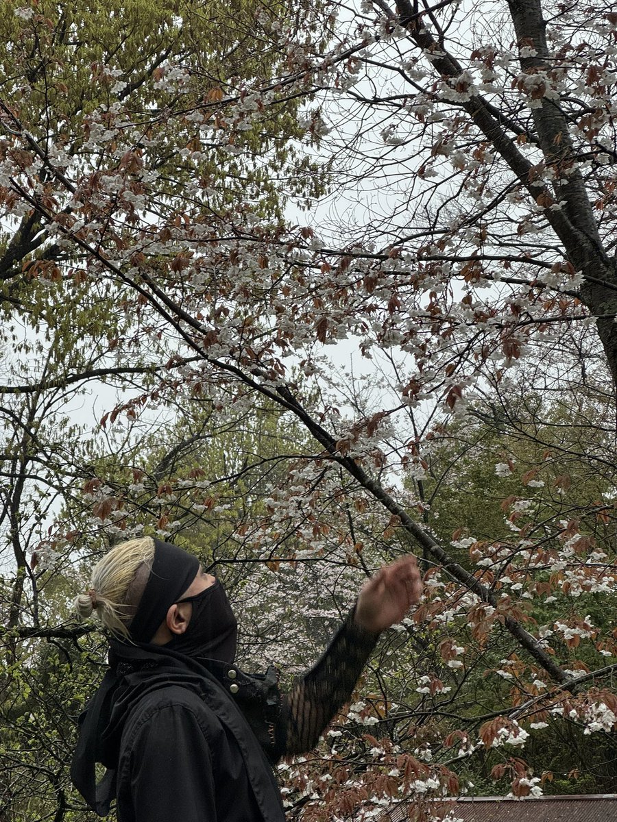 SHiN+ya、忍者-土鬼影-。 tweet media