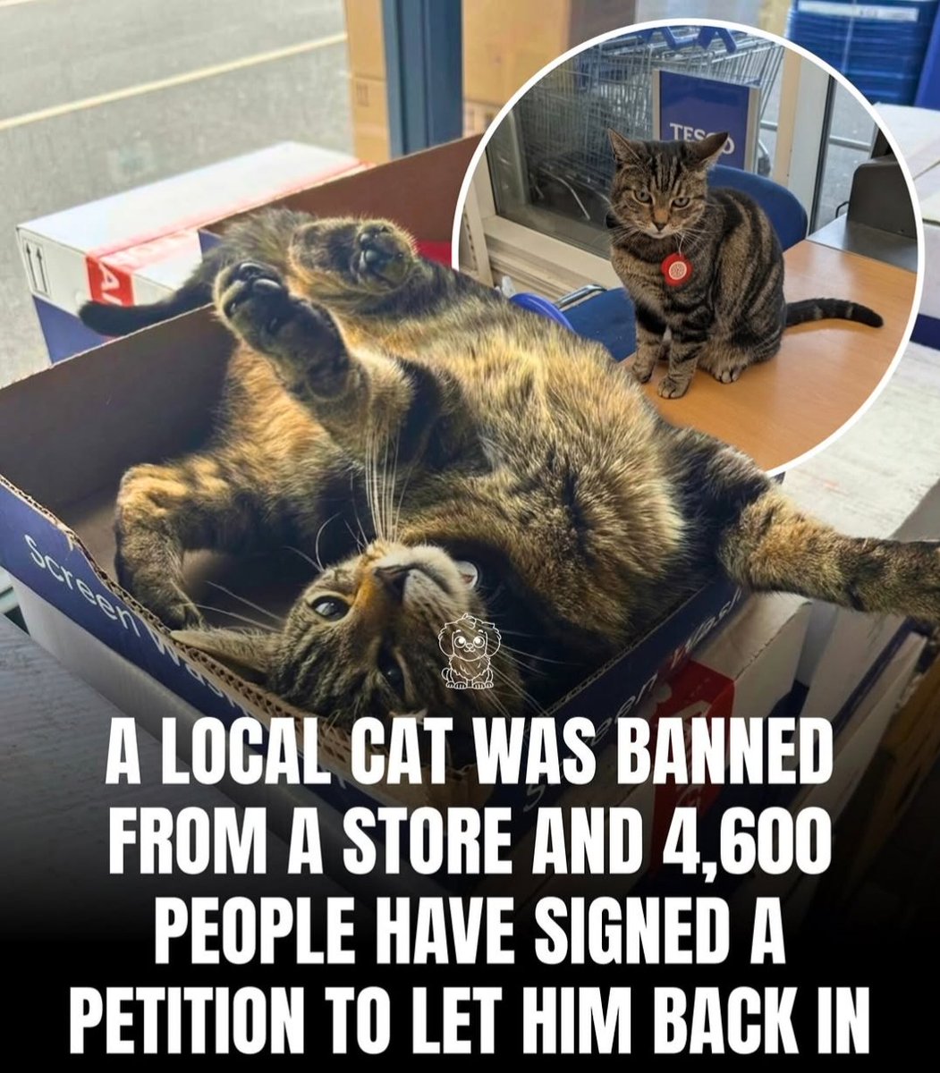catsareblessing's tweet photo. https://t.co/akSmvfAxng