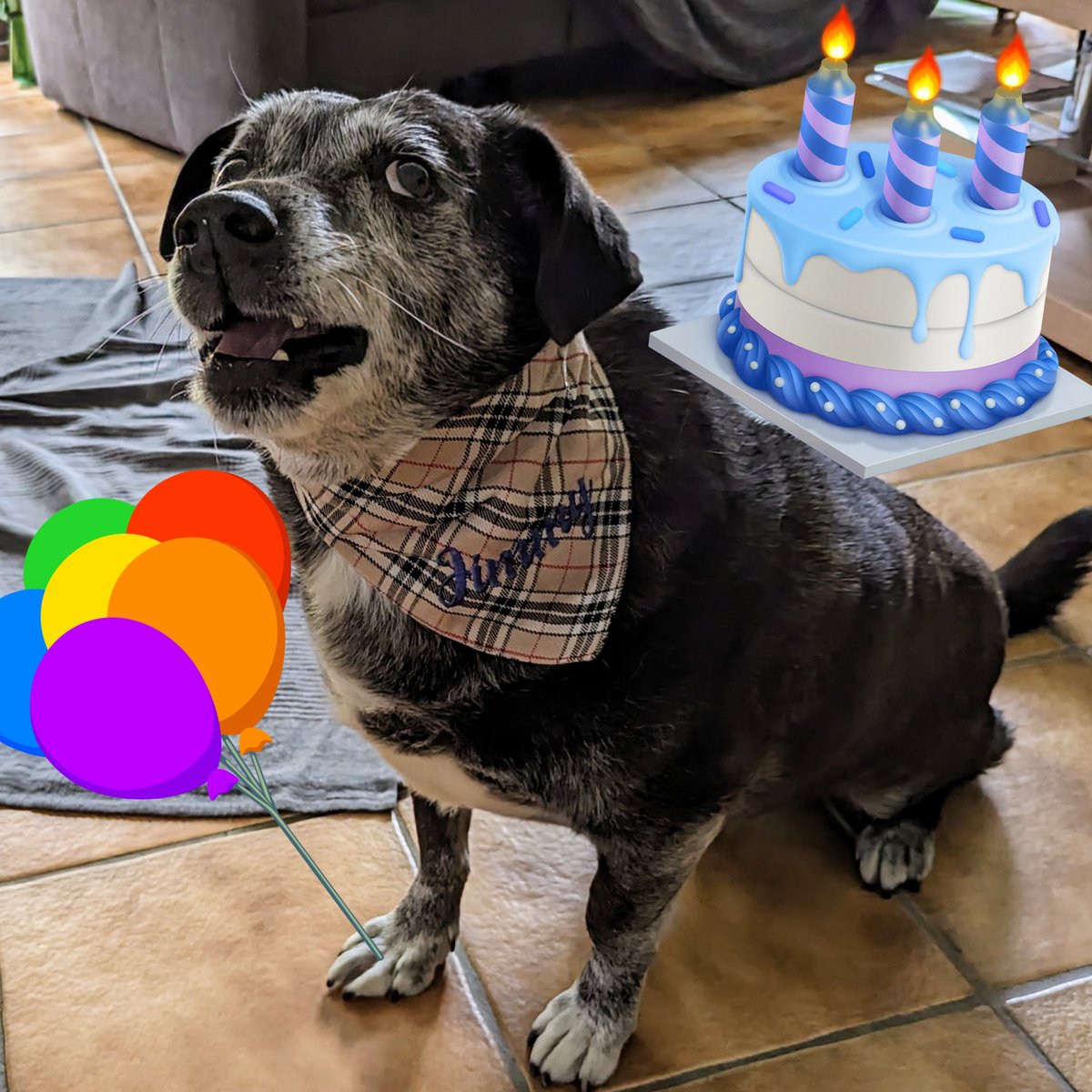 Jimmy 🐶 und Tata👱 tweet media