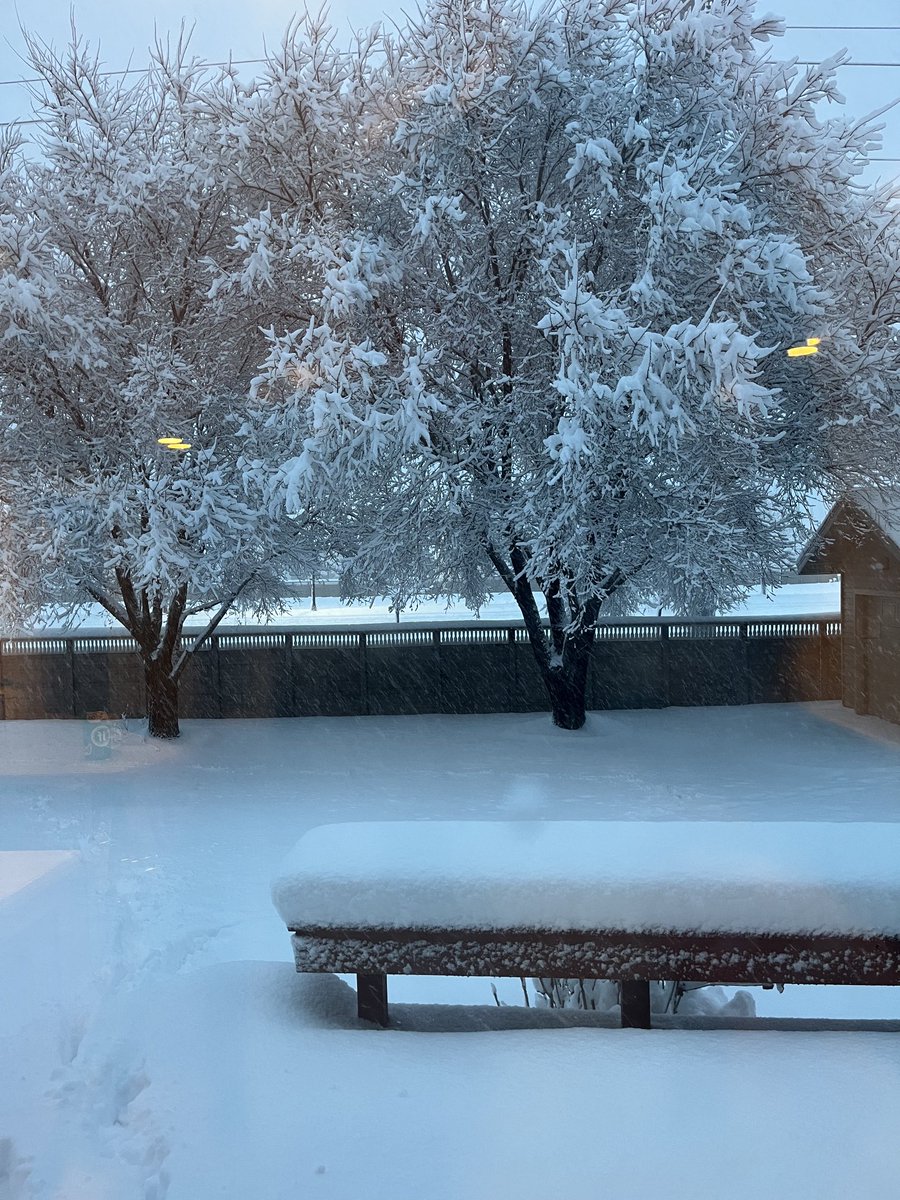LindsayIRL's tweet image. Why I wanted a house with trees ❄️💙❄️

And yes, it’s already a good 10 inches out there with more to come 😳 snow fort this afternoon!

#winter #winterweather #snow #fargo