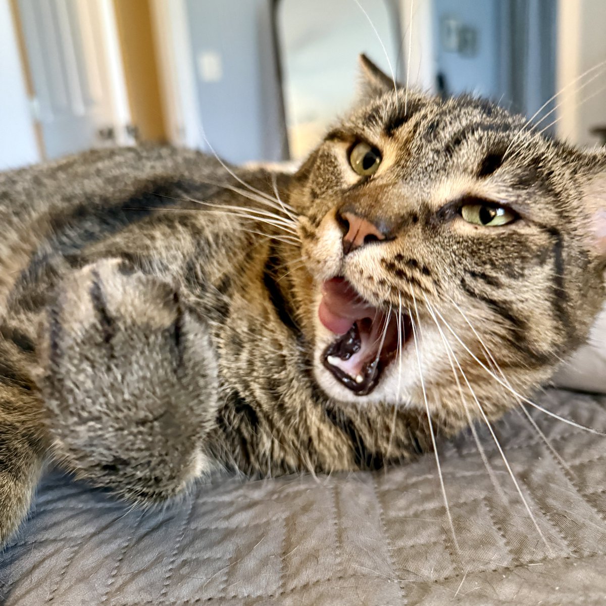 For the love of Missy. tweet media