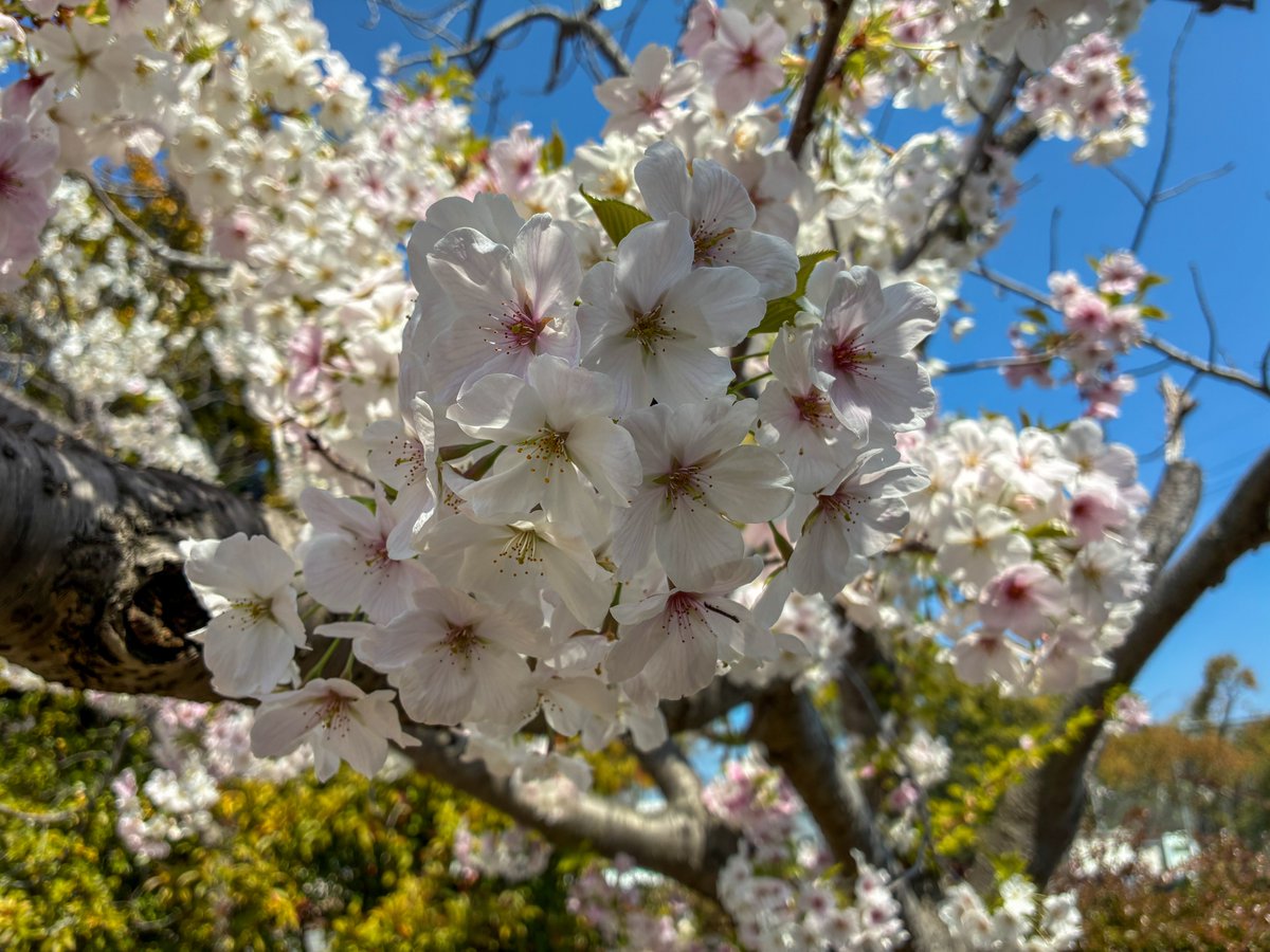 結野セイ tweet media