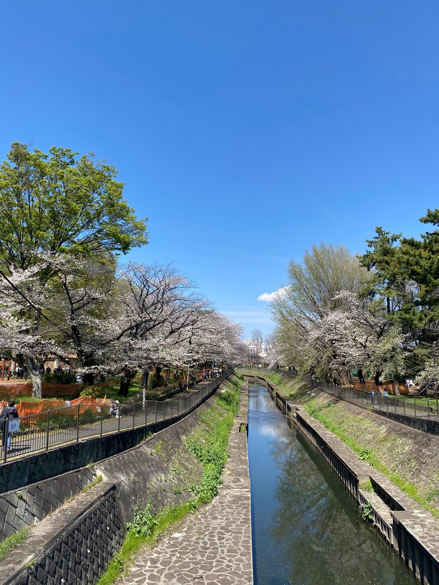spongejohn1's tweet photo. 職場近くを昼休みに散歩してみた🚶結構絶景🌸　#善福寺川  #杉並区　#cherryblossom🌸  #newendeavor https://t.co/bQ98MRuBl0