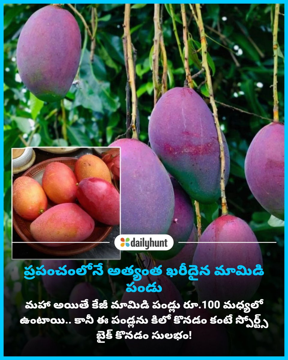 DH_Telugu's tweet photo. జపాన్ సూర్యుని గుడ్డు అనే మామిడి కిలో రూ.2–3 లక్షలతో ప్రపంచంలోనే ఖరీదైన పండుగా గుర్తింపు పొందింది!
📸 Credit: NTV Telugu
ntvtelugu తో పాటు ఇతర అగ్ర వనరుల తాజా కథనాలు ఇక్కడ చదవండి https://t.co/719n3d97MZ
#EggOfTheSun #Mango #Fruits #ExpensiveMango #lifestyle https://t.co/1Bd3WJrHFf