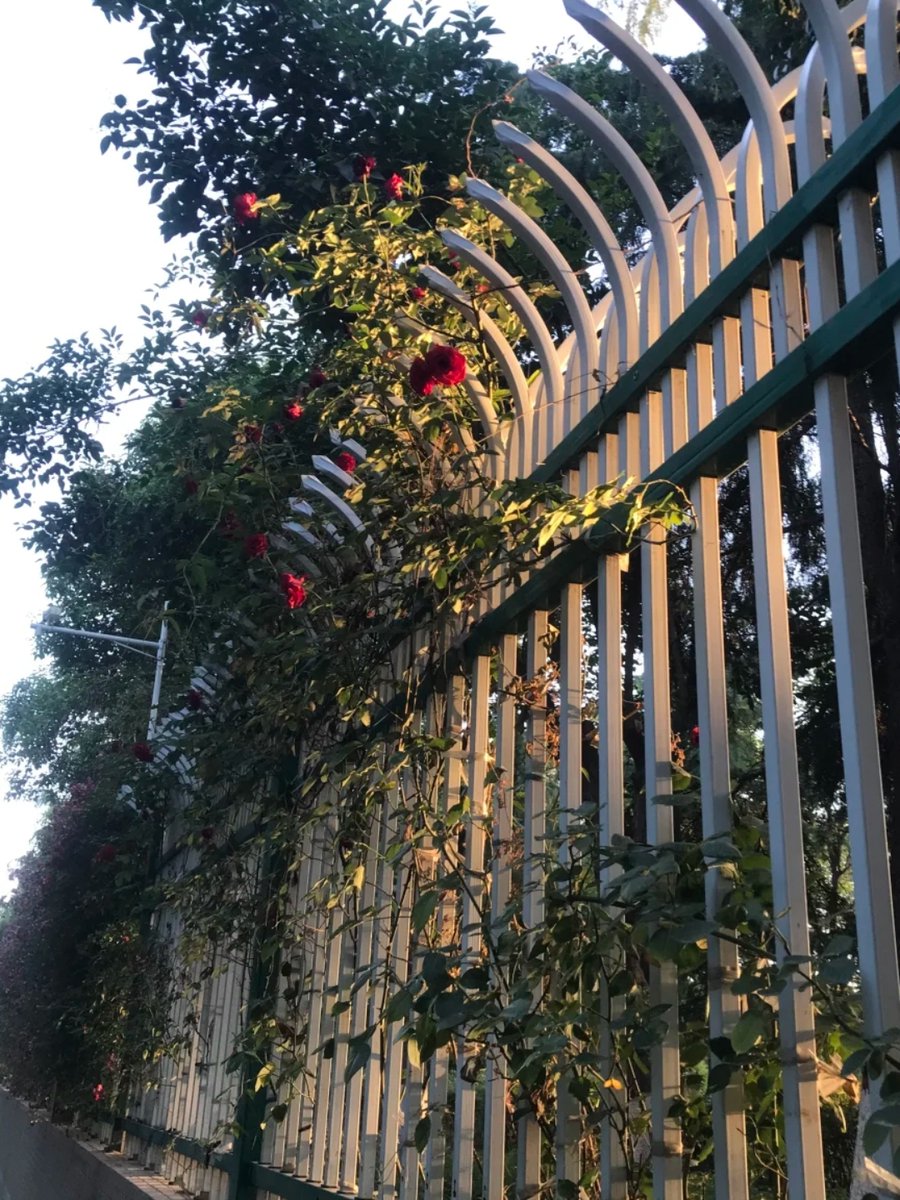 diana burgess tweet media