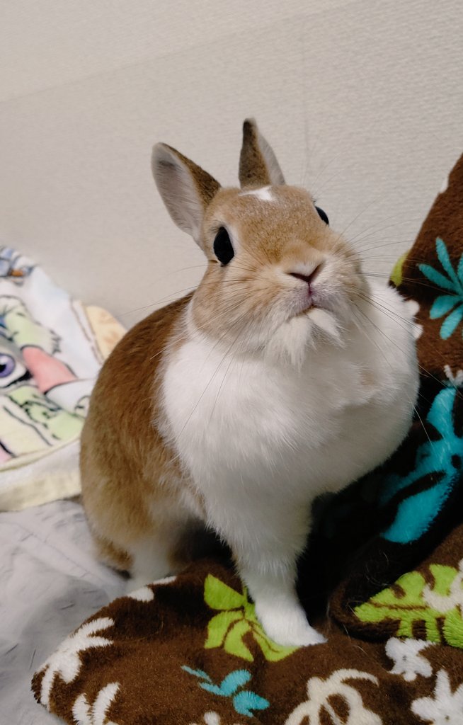 🌸櫻兎🐰 tweet media