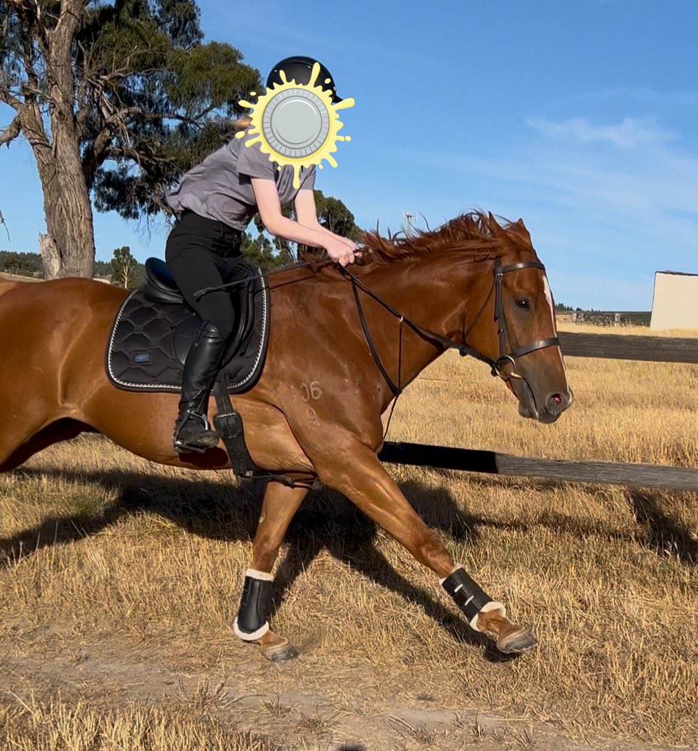 Lunar & Sunny 🐴 tweet media