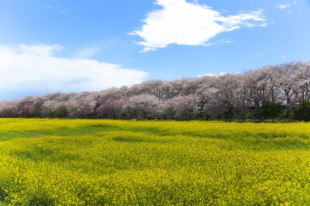 YU_JURRY's tweet image. この前、とてもとても素敵な写真が撮れたんやけど、現像して出すのにもだいぶ拘りたいけん、溢れ出るものだけ先出しで！！

—————————
Camera: EOS R6Mk3
Lens: RF  28-70mm f2.8

#photography #sakura #camera #canon #japan