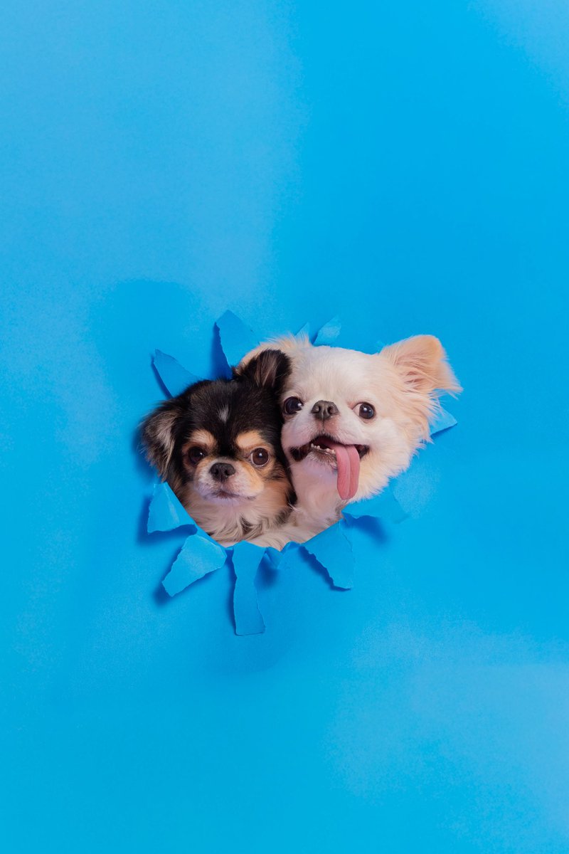chris0916leon's tweet photo. レオン♡クリス
顔出しショット🕳️🐶🐶 https://t.co/7eYHCJ8xrq