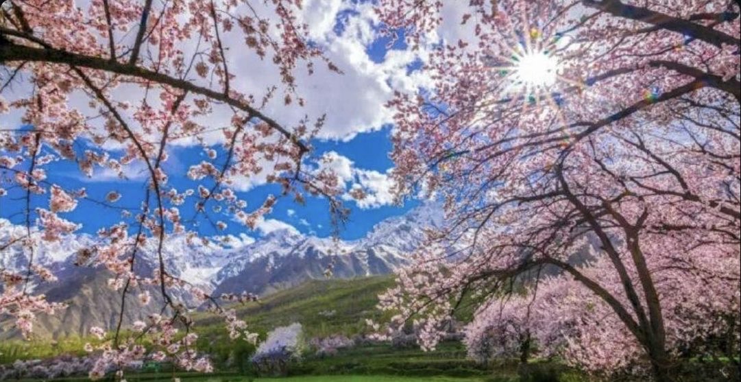 mshafqat72's tweet photo. Spring in Skardu arrives like a gentle awakening, snow begins to melt and valleys burst into shades of pink and white as blossoms unfurl
#Skardu #SpringInPakistan #GilgitBaltistan #Karakoram #NatureLovers #SpringBlossoms #TravelPakistan #MountainMagic #Wanderlust #BeautyOfNature https://t.co/9ZBHV59JxN