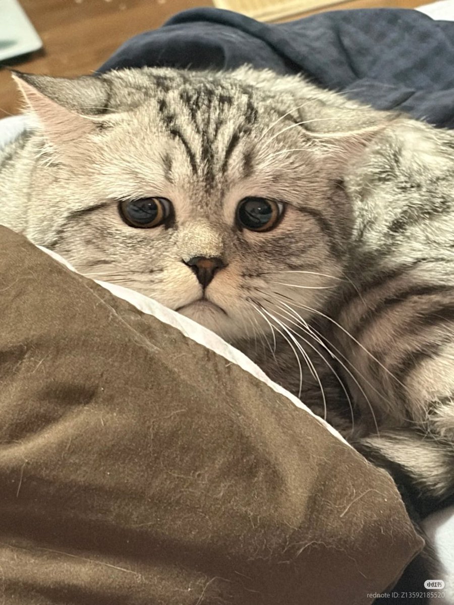 แมวกินกุ้ง🍤ⱽ² tweet media