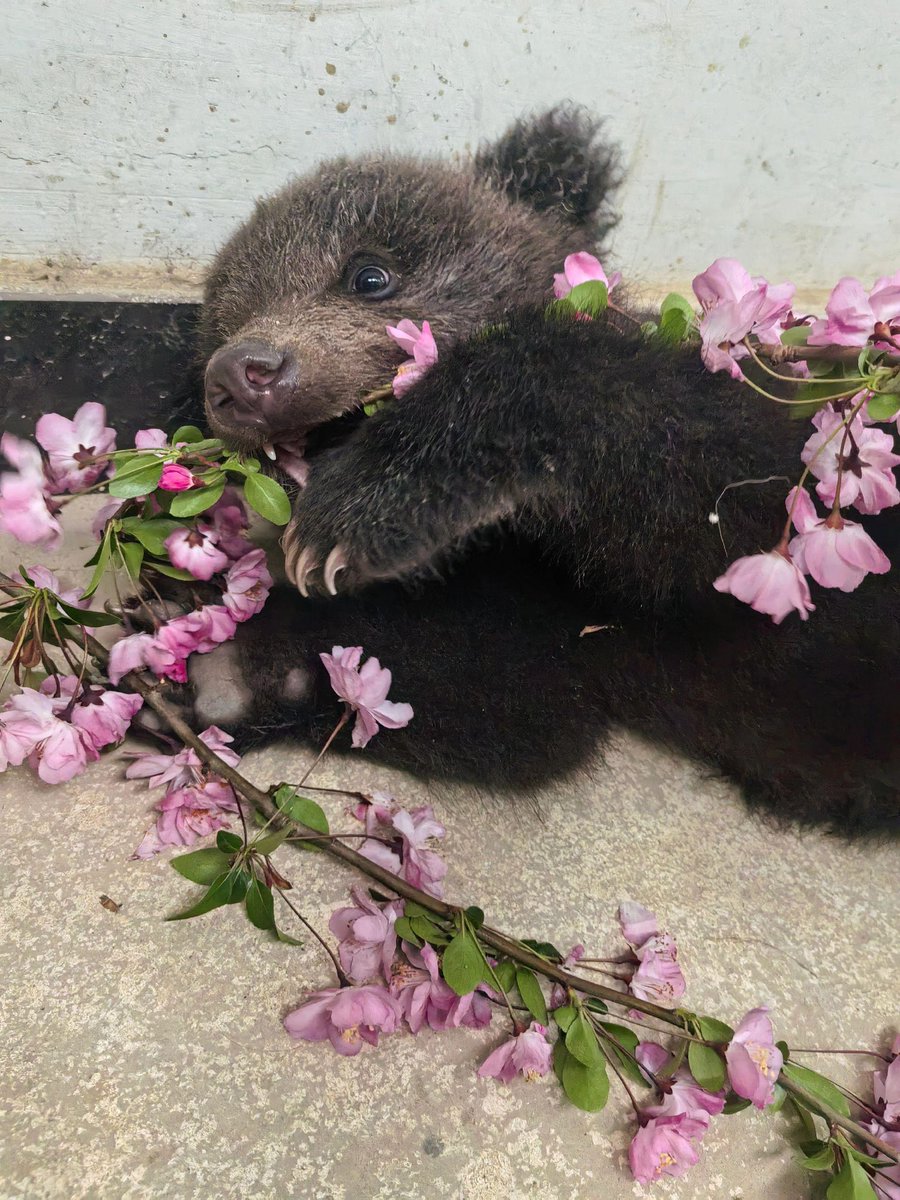 永月弥生 tweet media