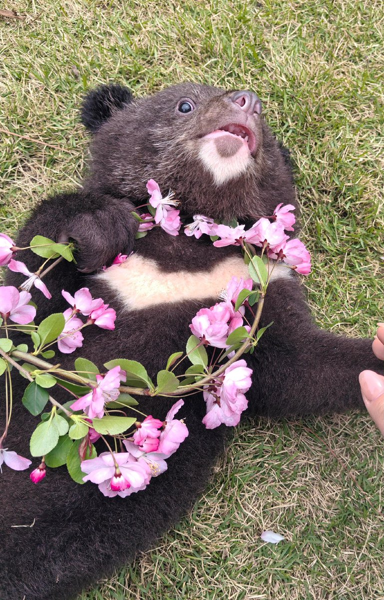 永月弥生 tweet media