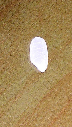 이끼새 tweet media