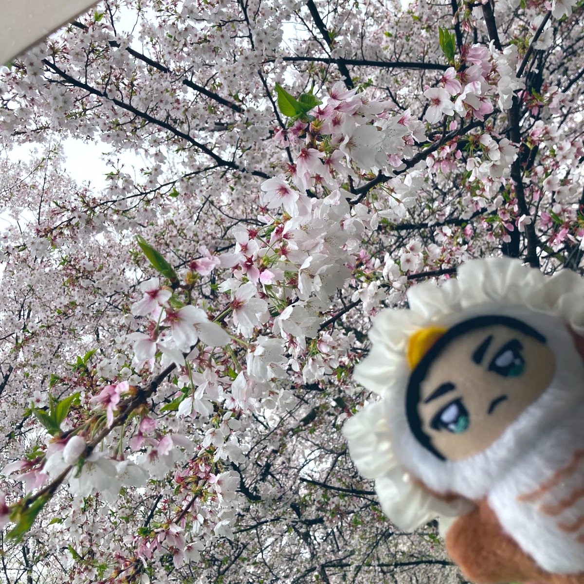 彩羽(いろは)🦙🍠 tweet media