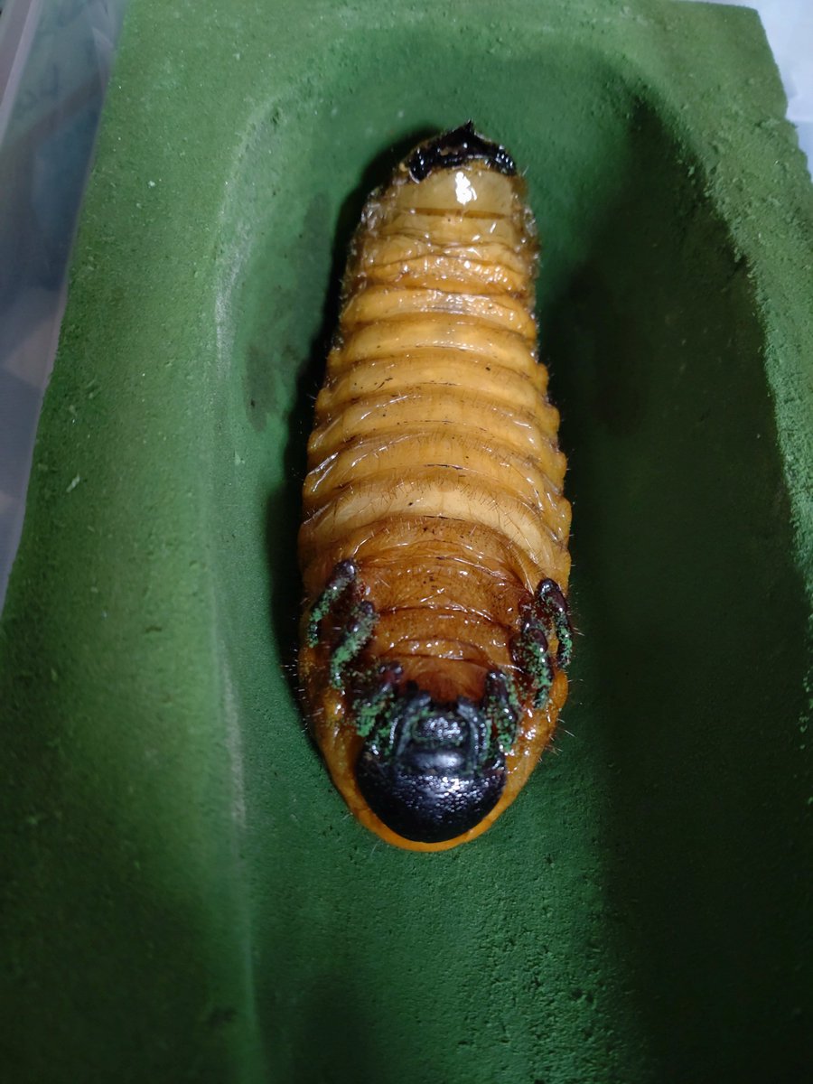 ＊mamako＊《ヘラ💗》 tweet media