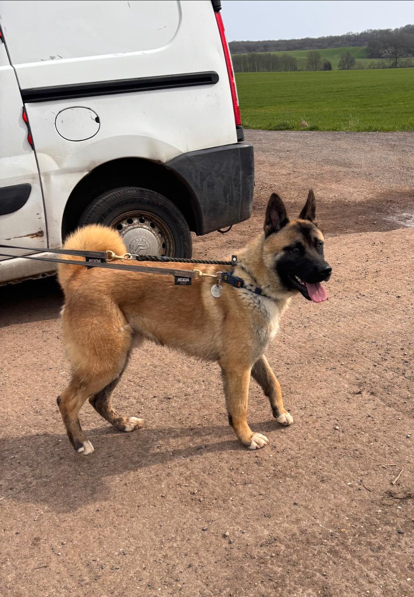 German Shepherd Rescue Elite ( GSRE ) tweet media