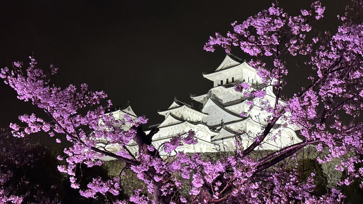 kuki621's tweet photo. 姫路城で夜桜 https://t.co/ypcjmPHpne