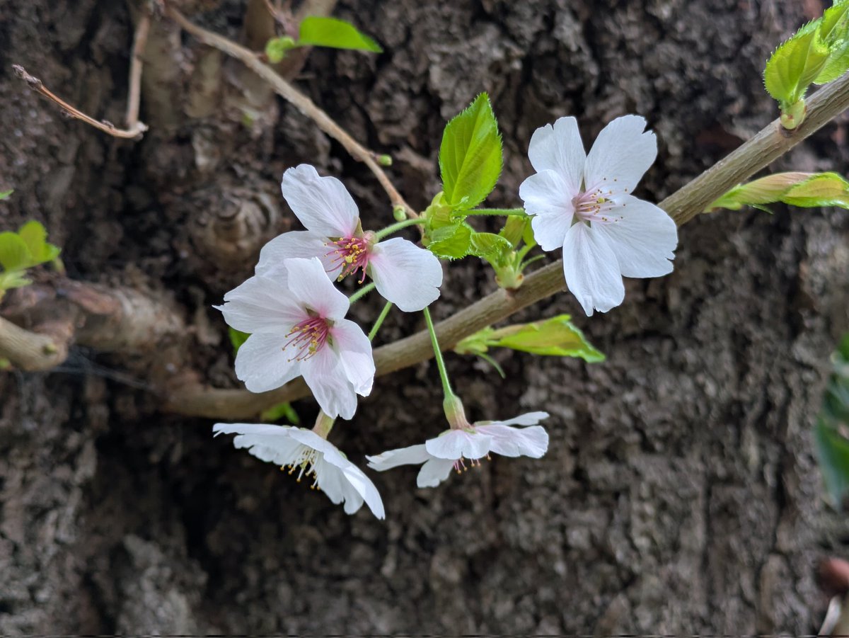 ナシゴレン tweet media