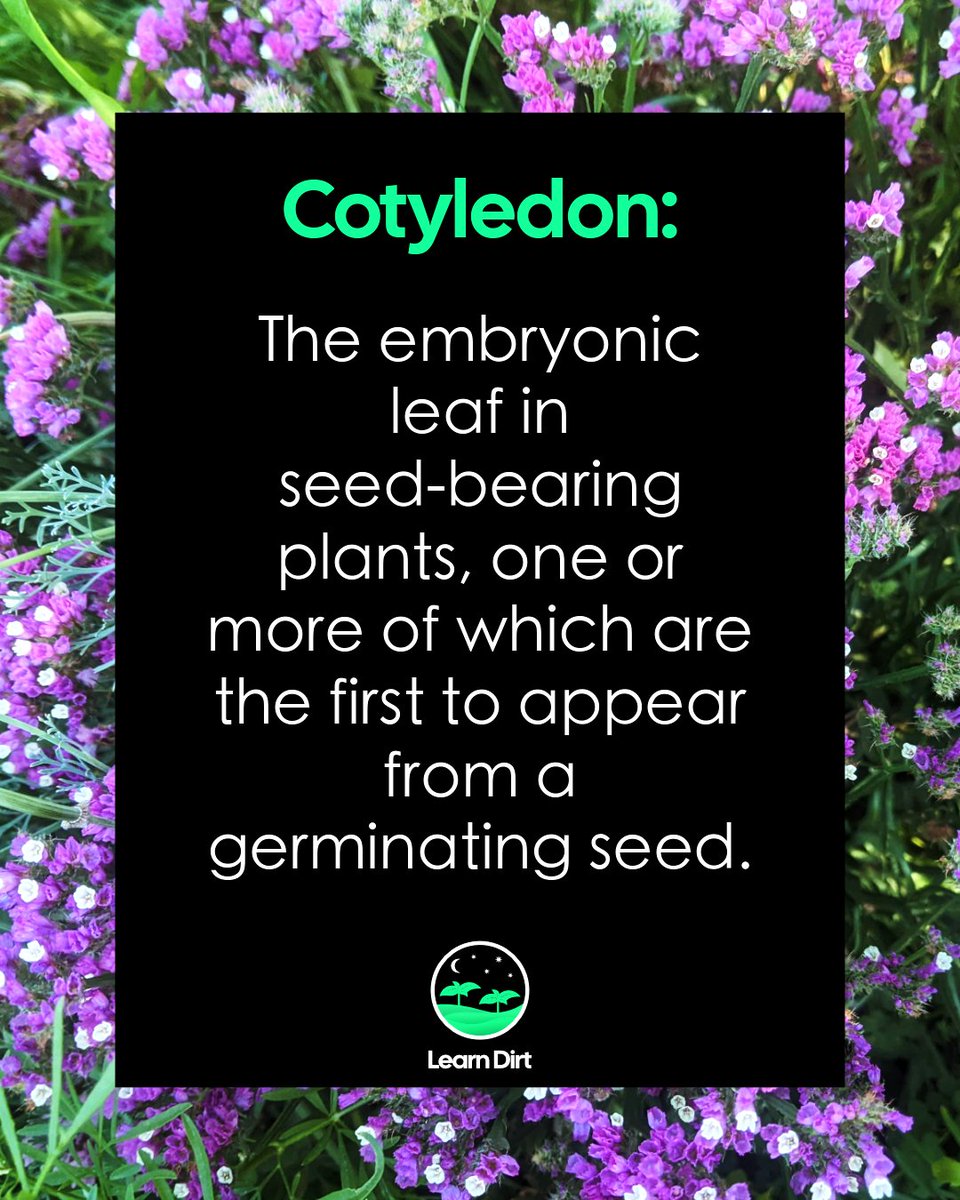 learn_dirt's tweet photo. 🤓 The gardening word of the day is [Cotyledon]:

The embryonic leaf in seed-bearing plants, one or more of which are the first to appear from a germinating seed. https://t.co/IG0zNfVo6f