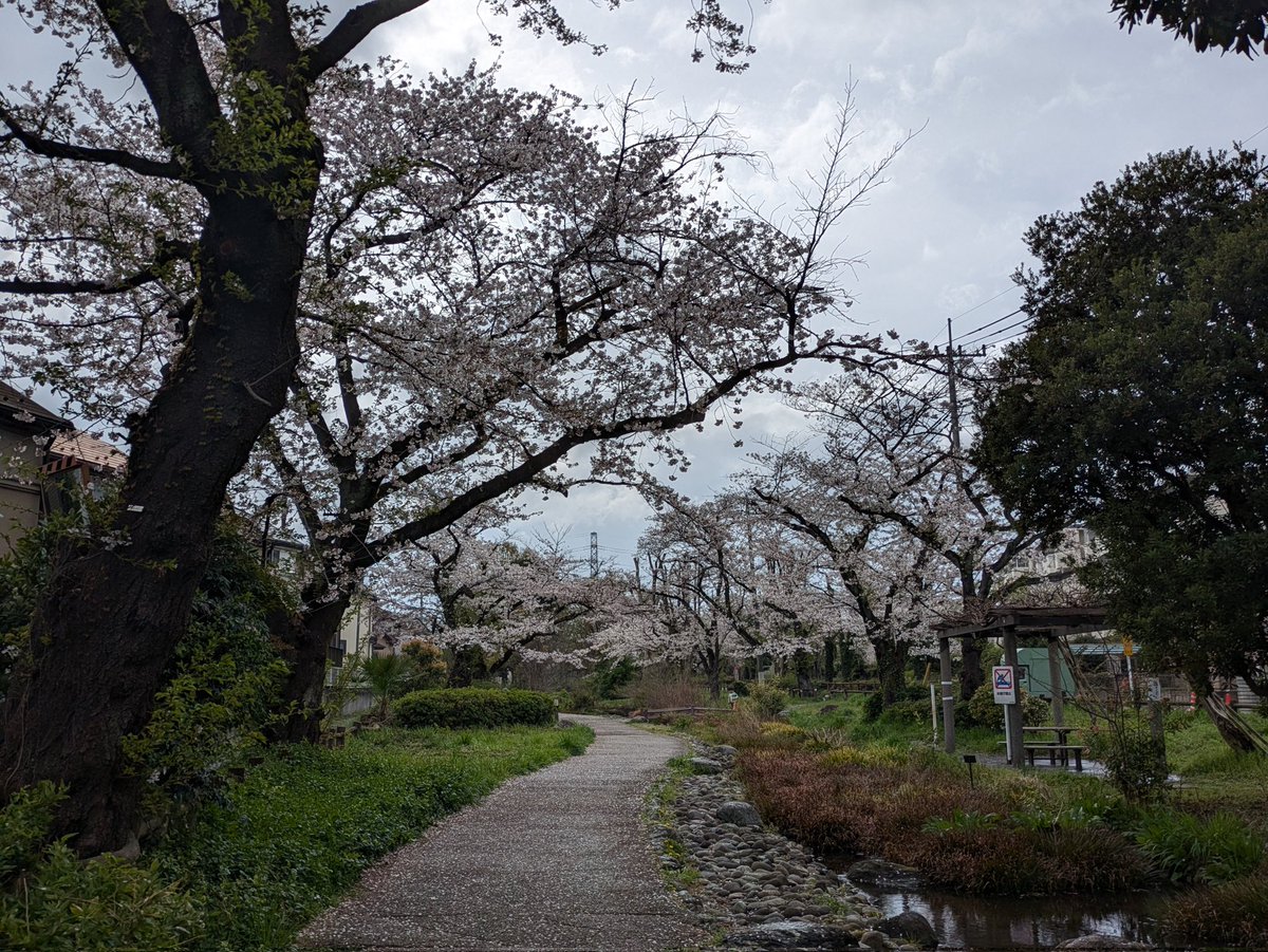 ナシゴレン tweet media