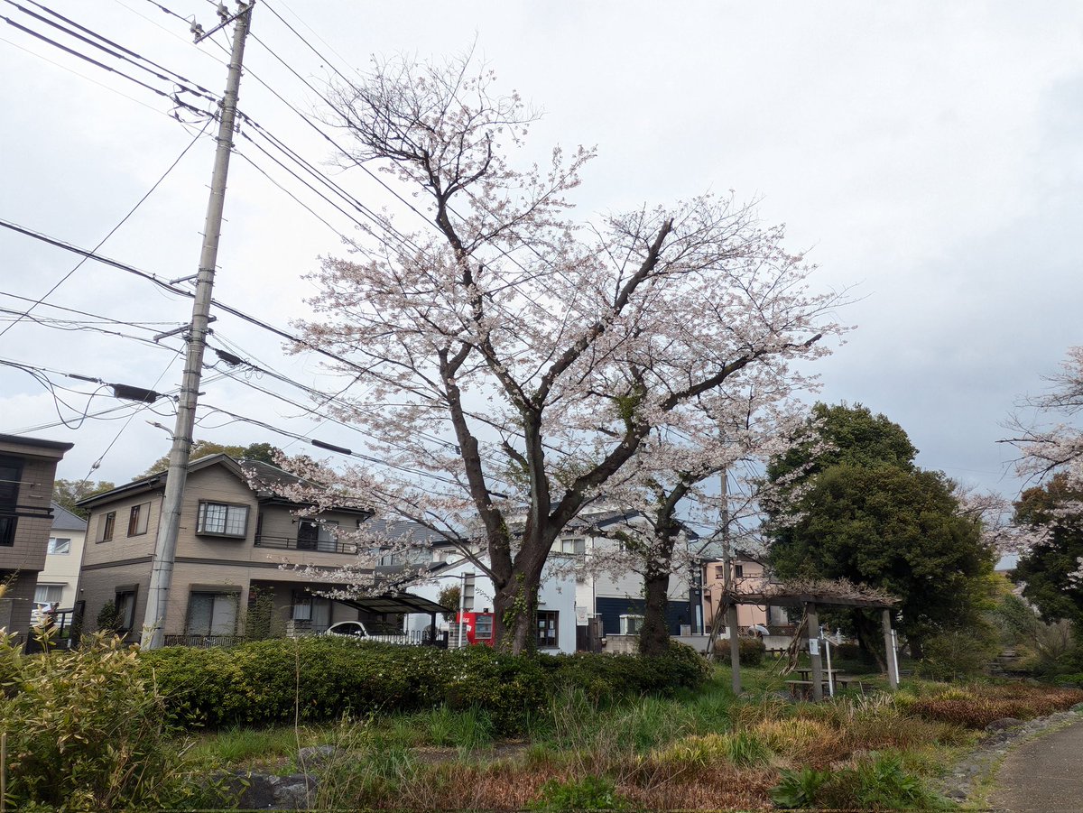 ナシゴレン tweet media