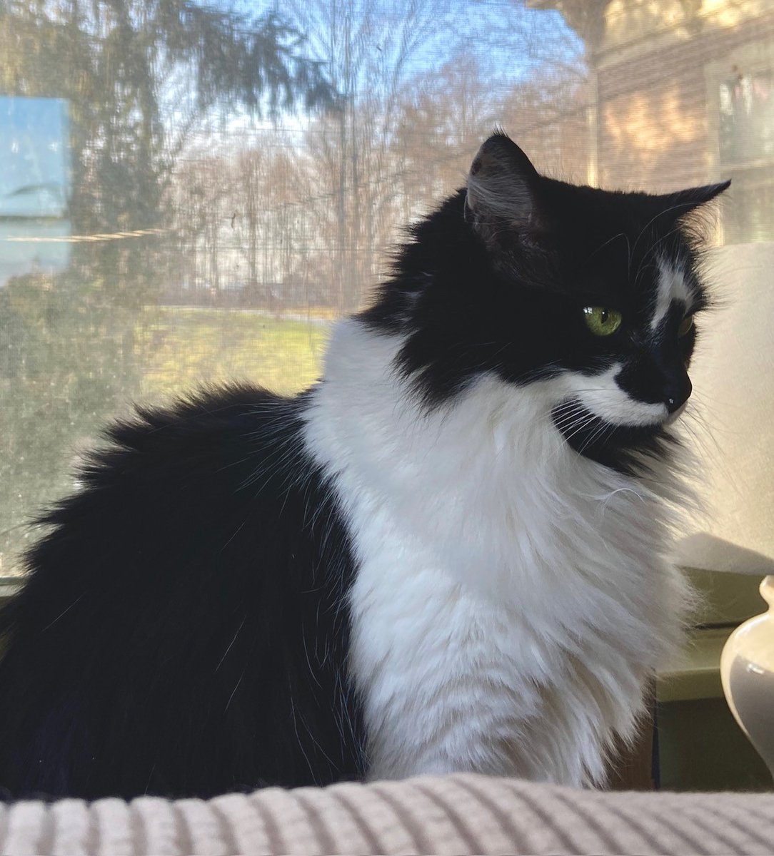 DorotheaCatMiddVT🐈 tweet media