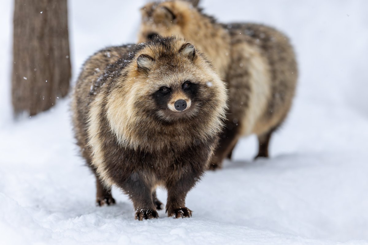 空白寺 tweet media