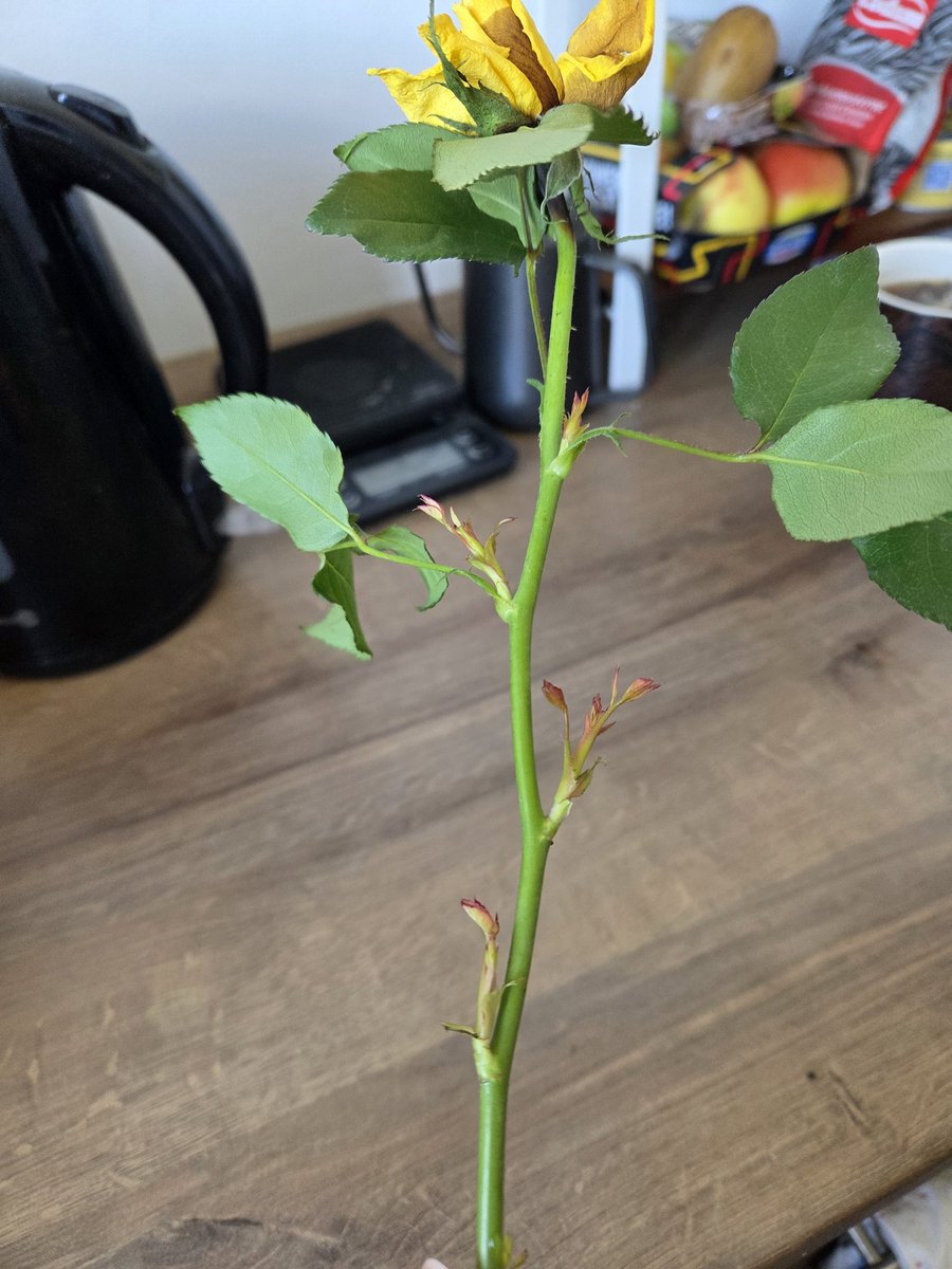 styonachgook's tweet photo. Так, шо робить, якщо весь букет став проростати? 🥲🌿 https://t.co/56uTkLBCAt