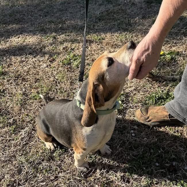 TriBeagles tweet media