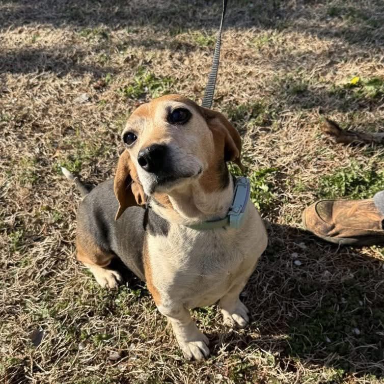 TriBeagles tweet media