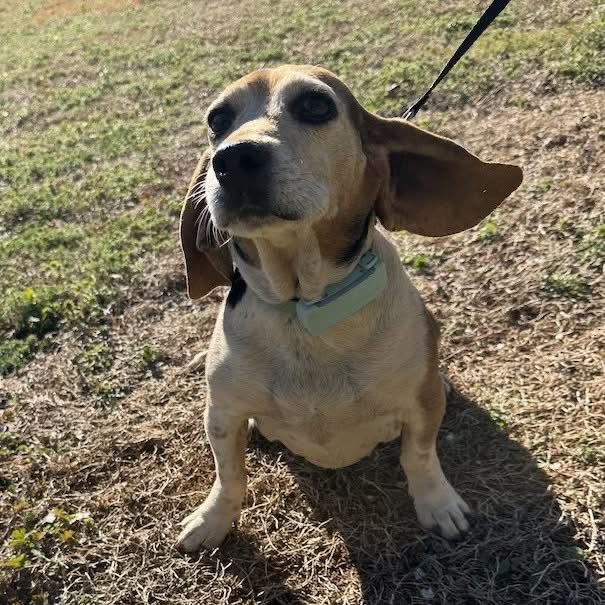 TriBeagles tweet media