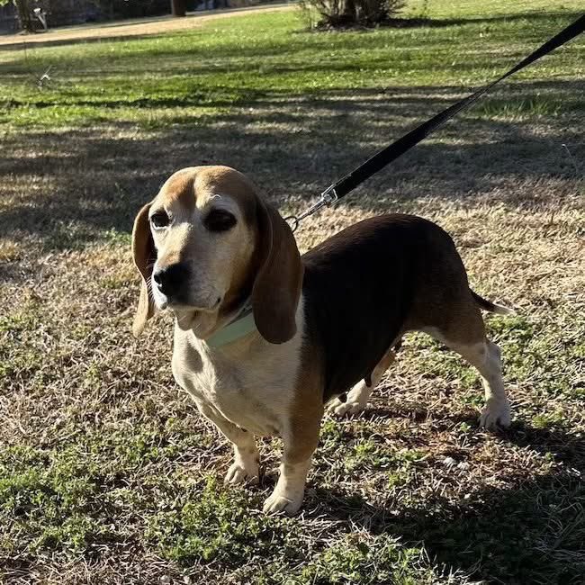 TriBeagles tweet media