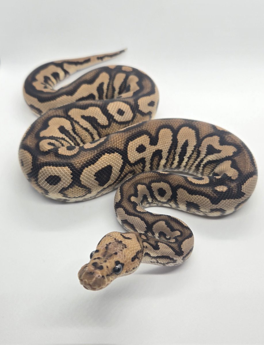 sigggggh's tweet photo. 1.0 blackpastel spotnose hurricane clown
販売中です🙇
お問い合わせはDMまで
販売リスト
https://t.co/1Ac0uYEguL
#LAPCB
#ボールパイソン https://t.co/K0mlwleJ6U